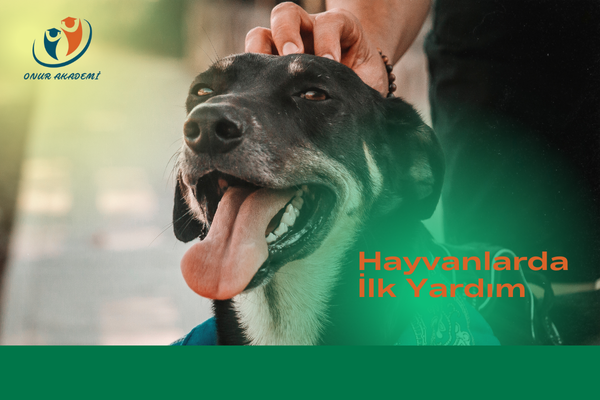 Hayvanlarda İlk Yardım Eğitimi